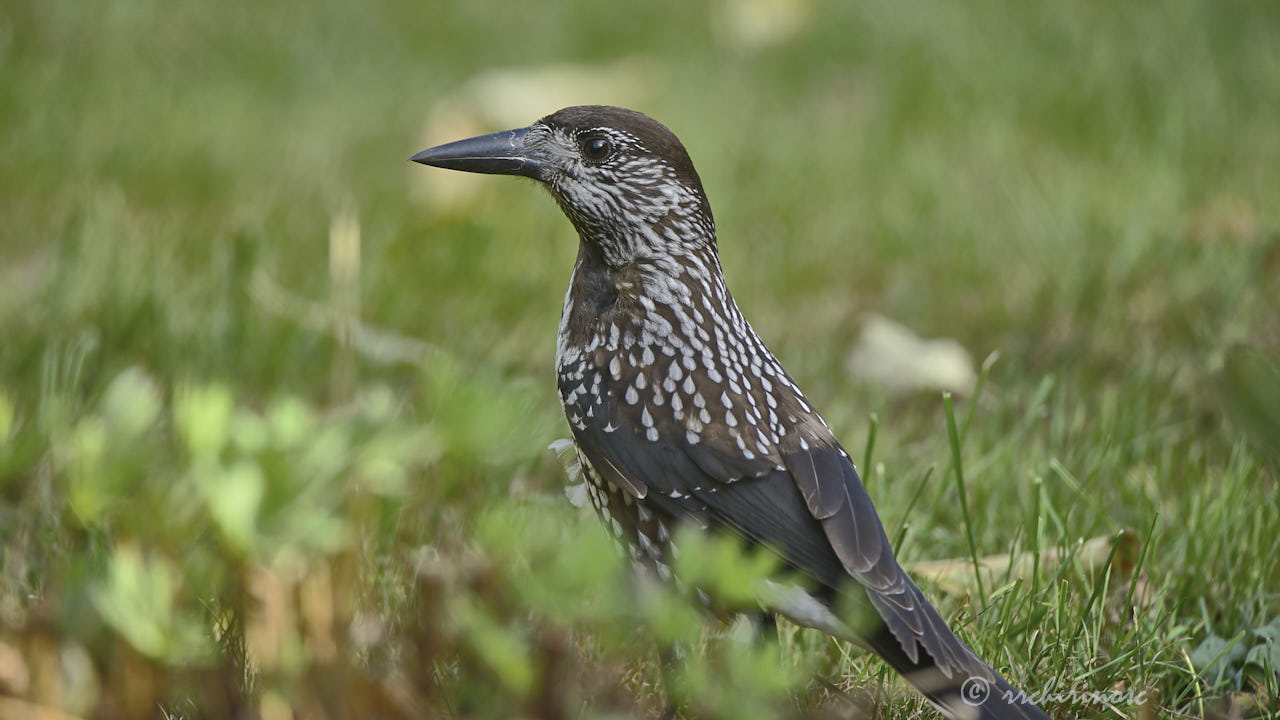 Northern nutcracker