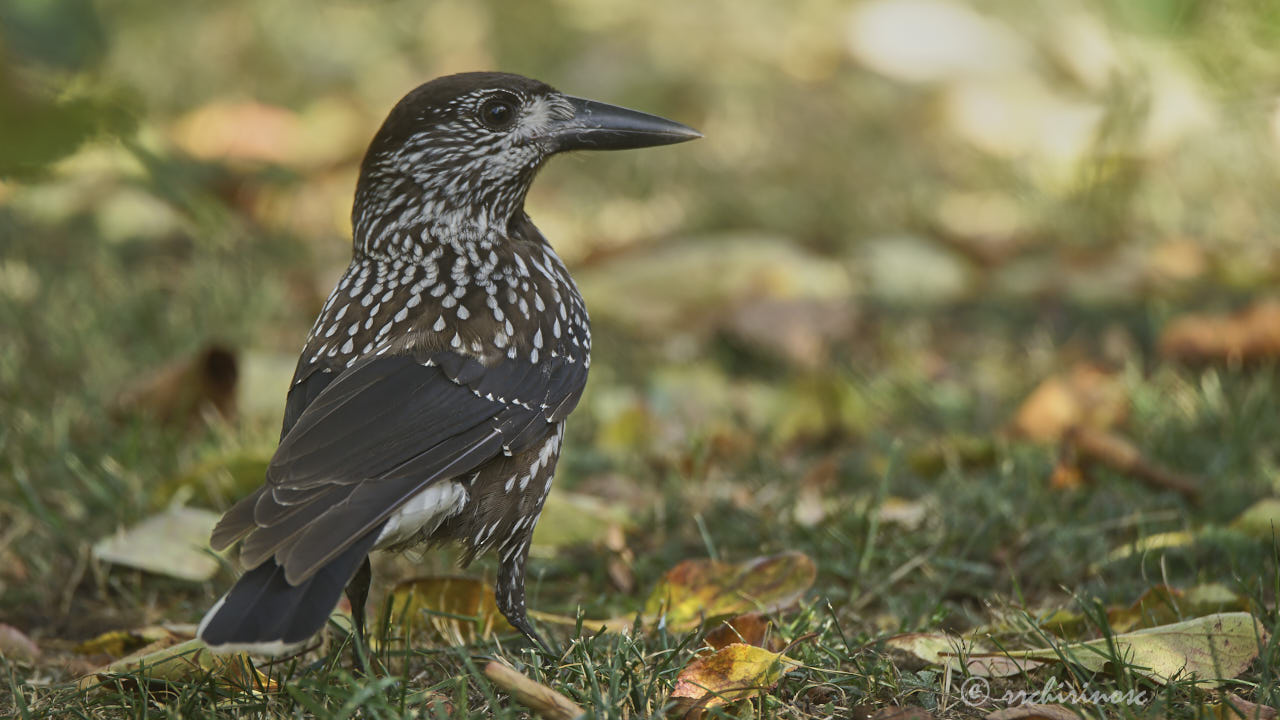 Northern nutcracker