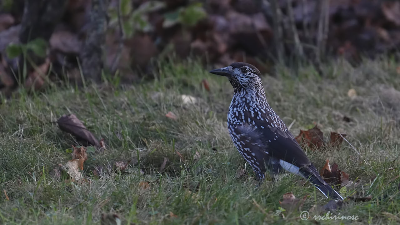 Northern nutcracker