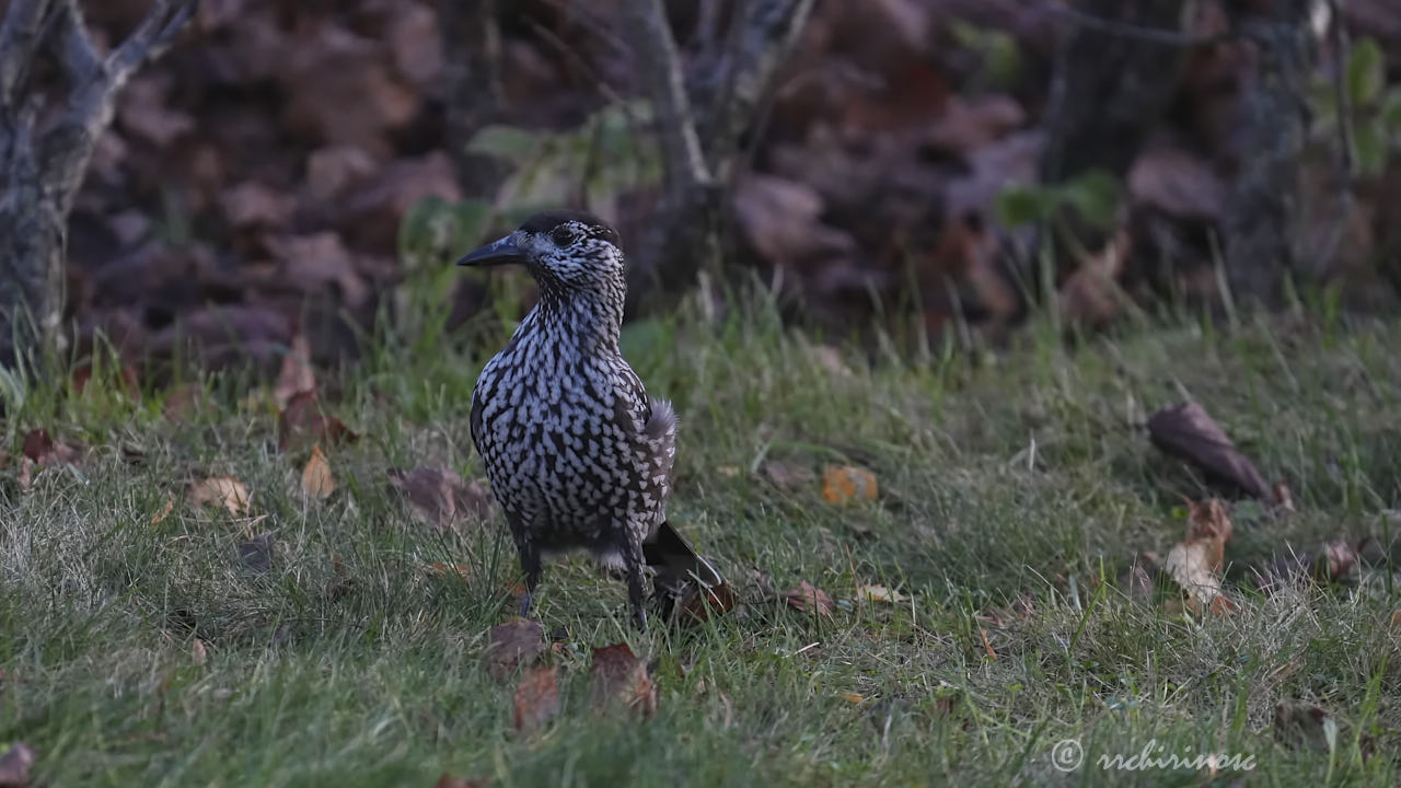 Northern nutcracker