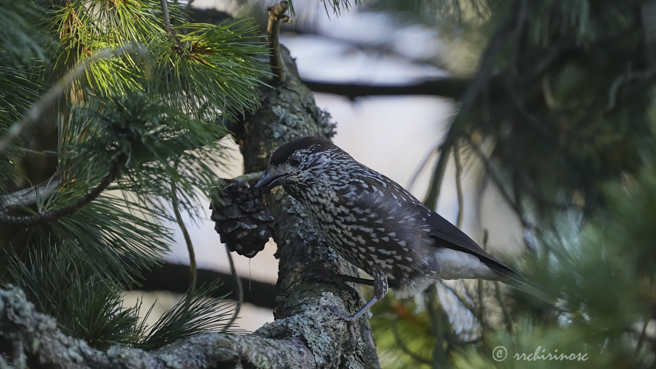 Northern nutcracker