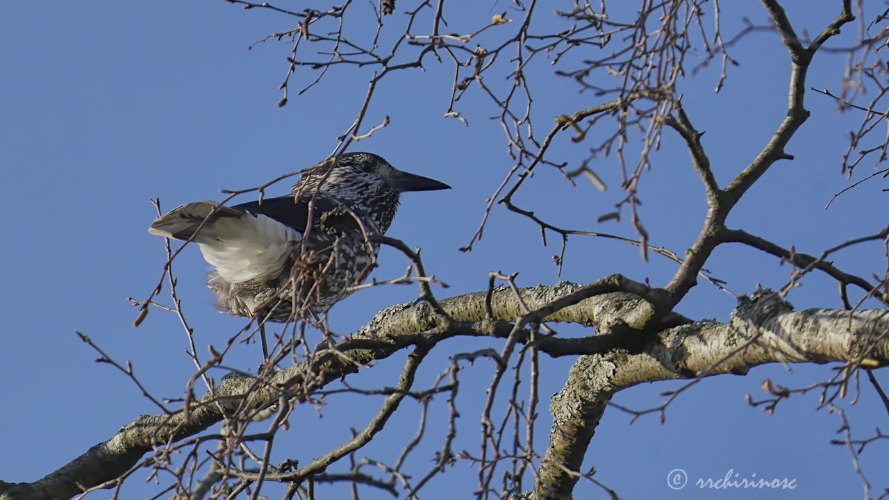 Northern nutcracker