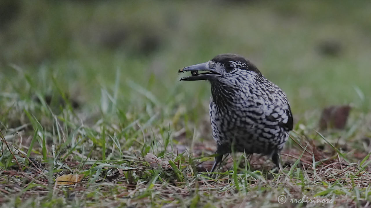 Northern nutcracker