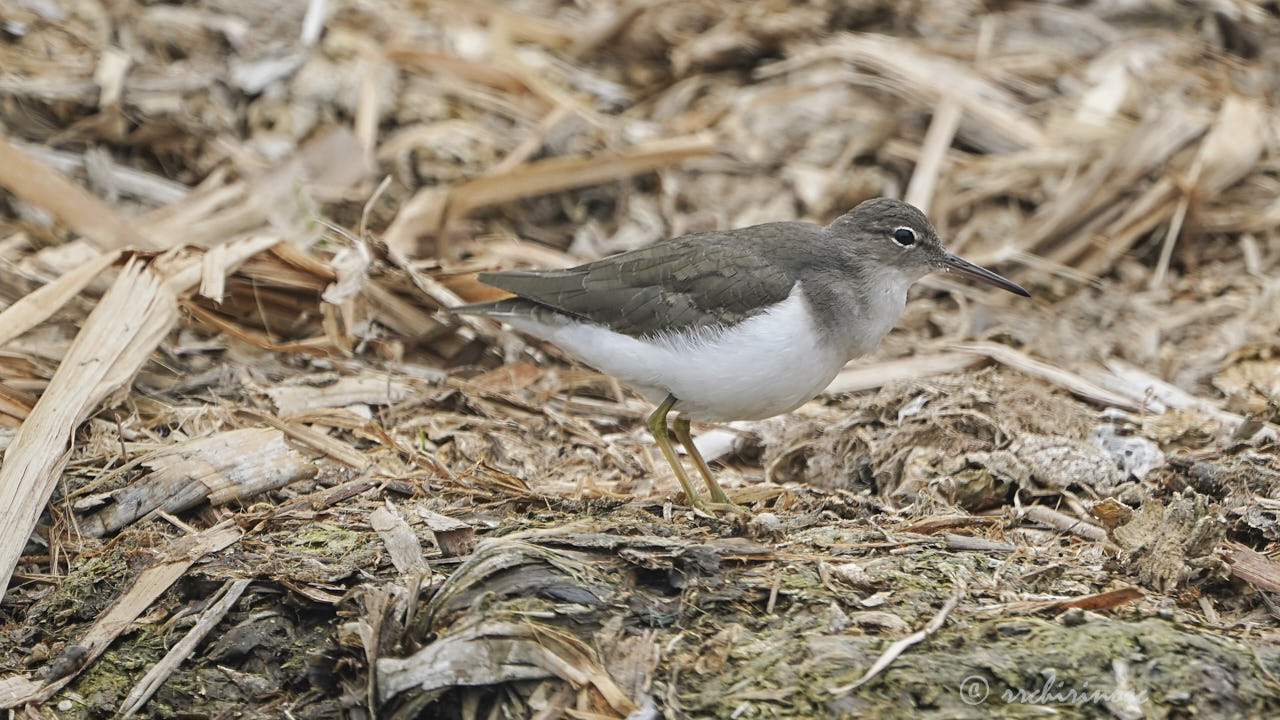 Spotted sandpiper