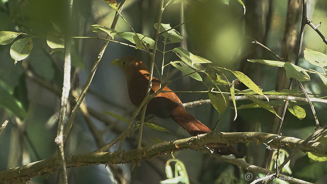 Squirrel cuckoo