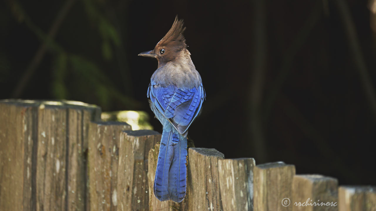 Steller jay