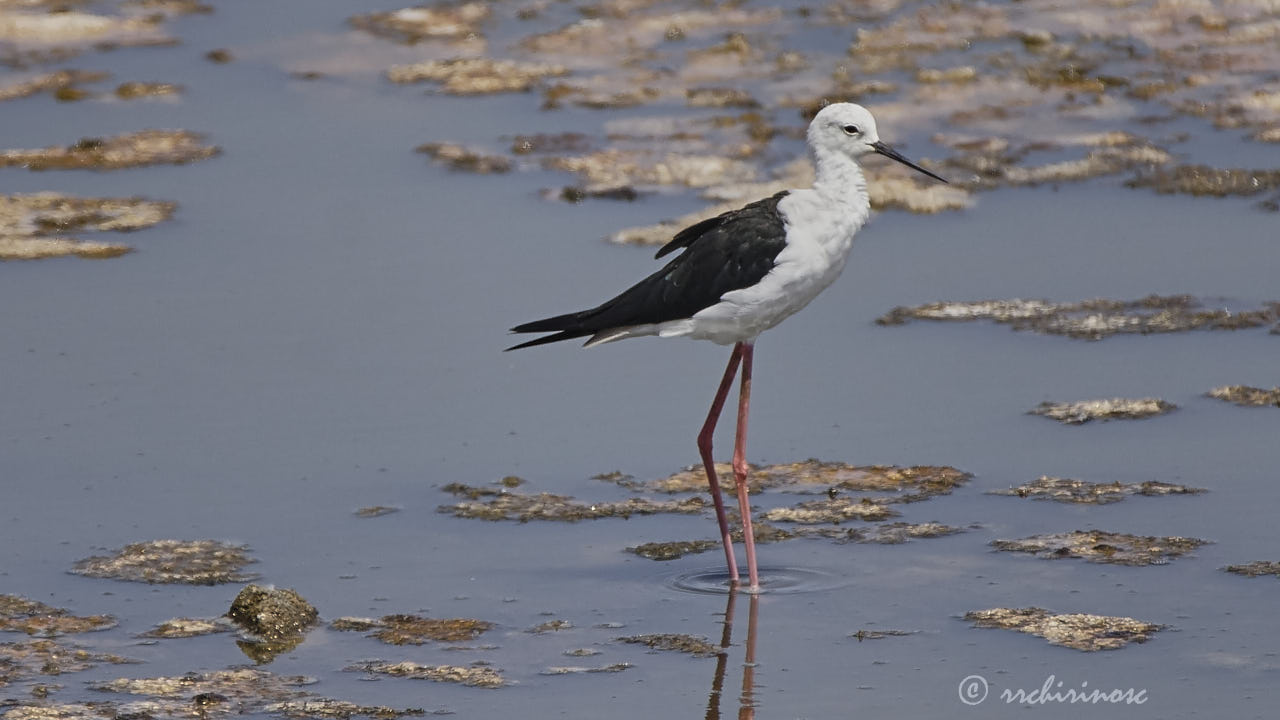 Black-winged stilt