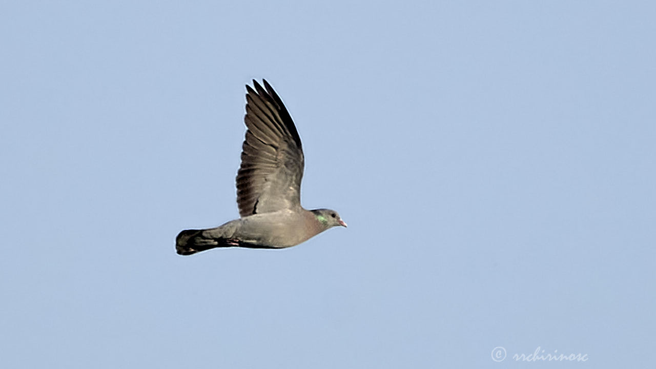 Stock dove