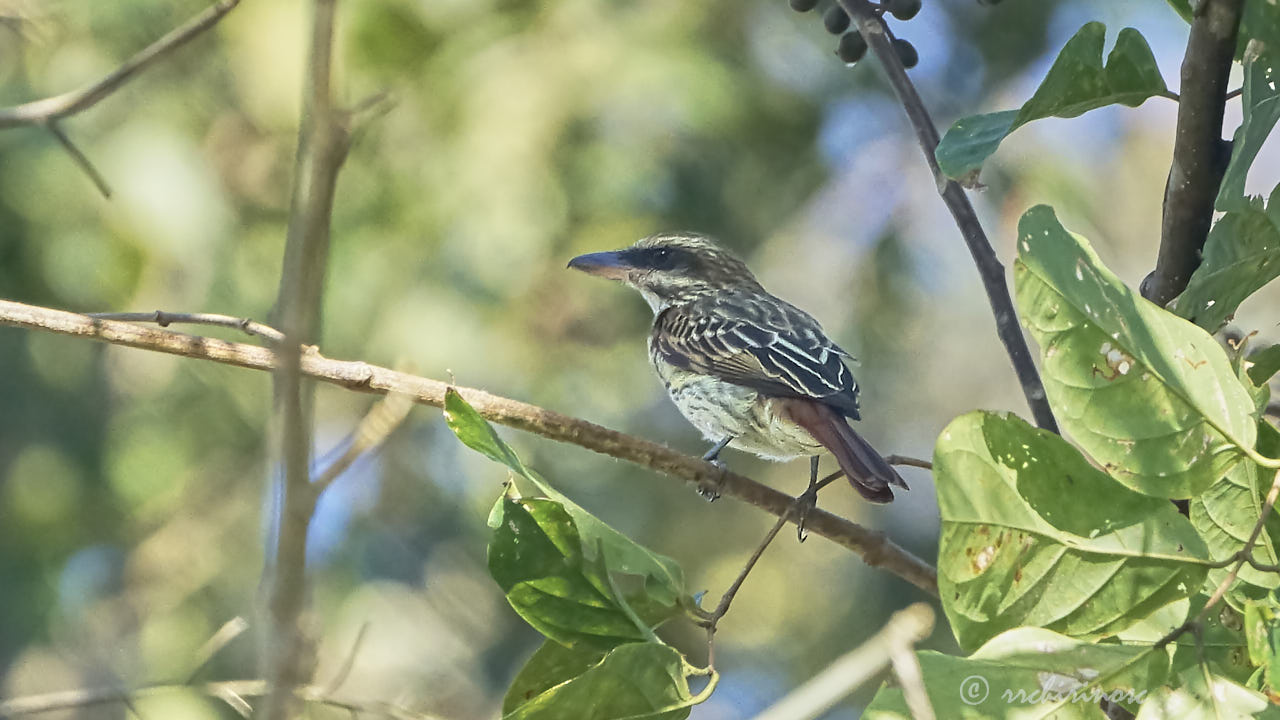 Streaked flycatcher