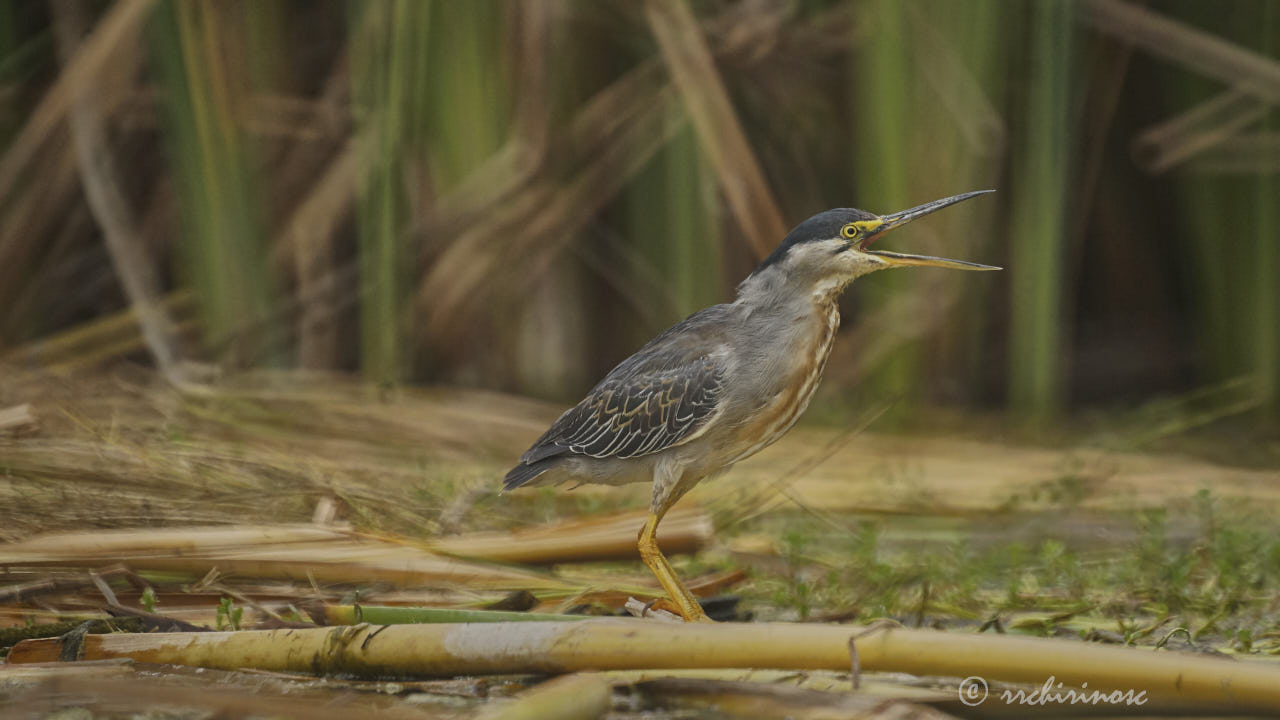 Striated heron