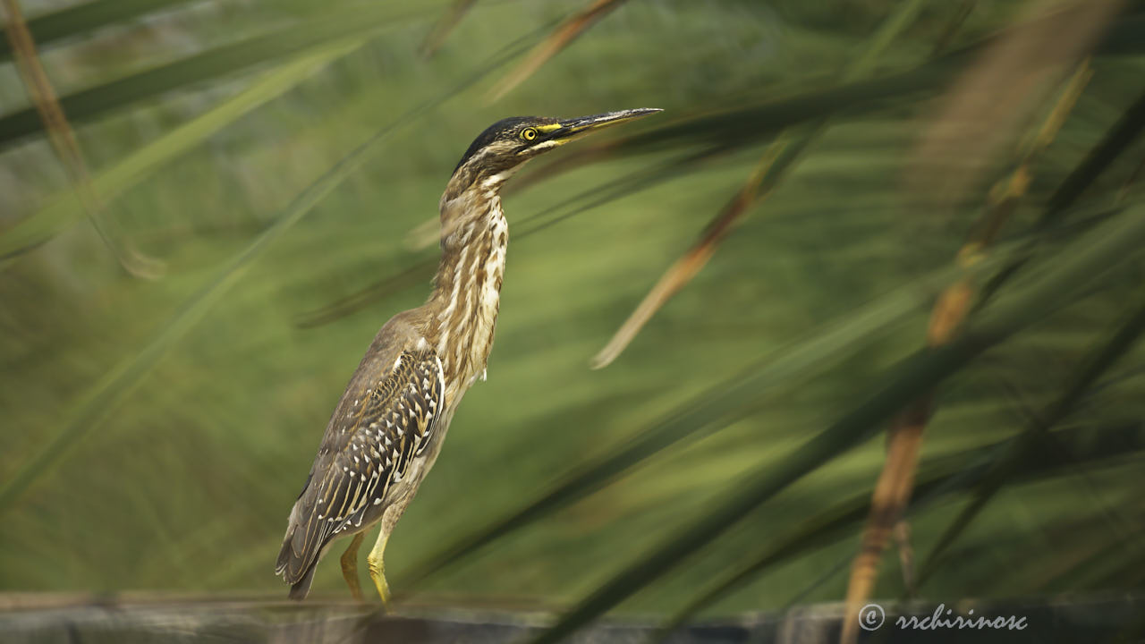Striated heron