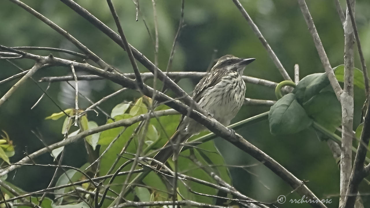 Sulphur-bellied flycatcher
