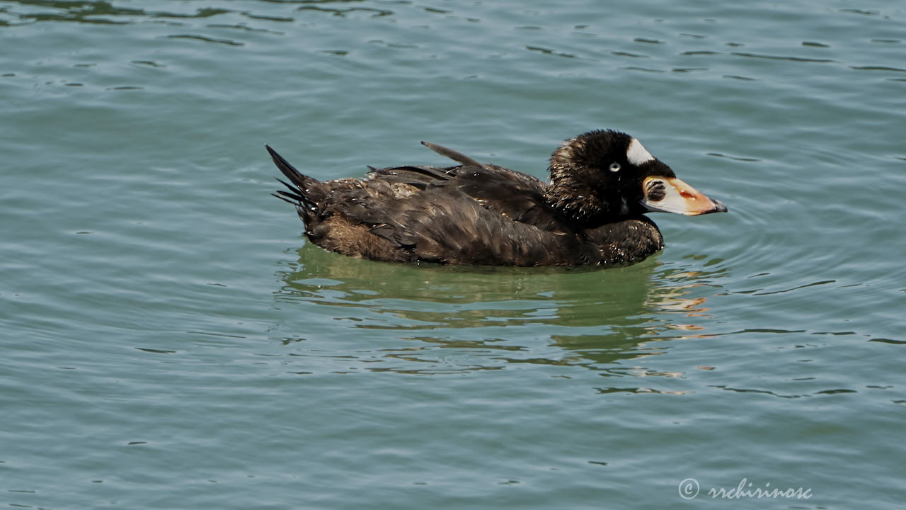 Surf scoter