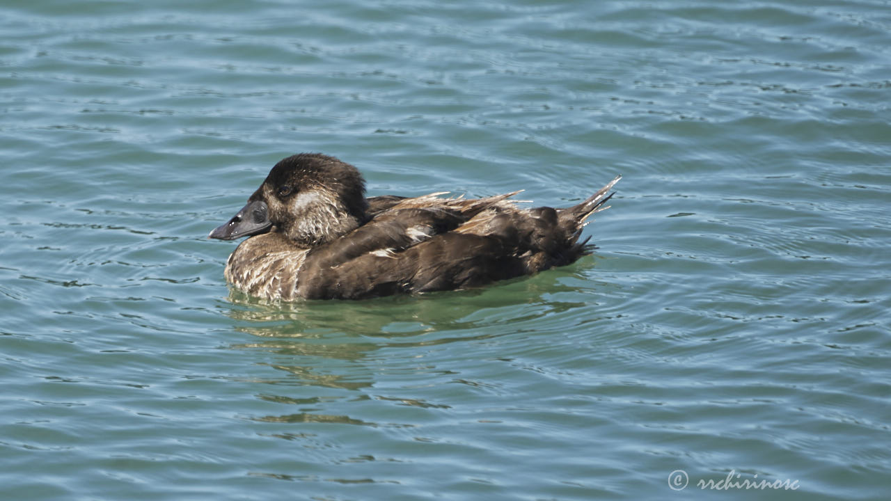 Surf scoter