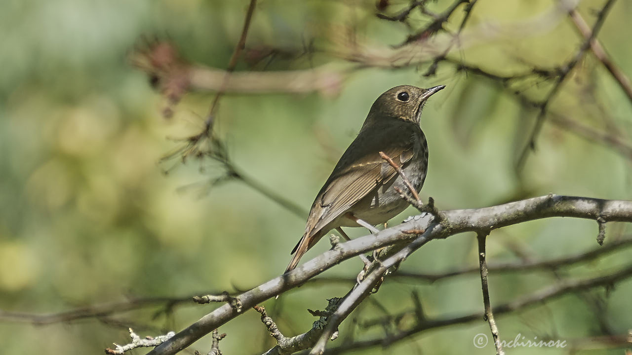 Swainson's thrush
