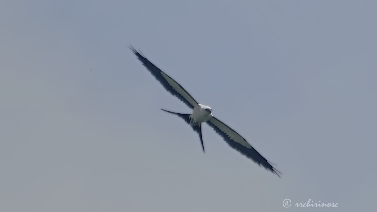Swallow-tailed kite