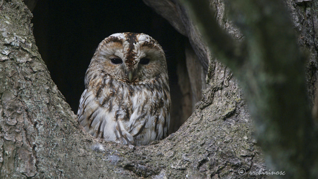 Tawny owl