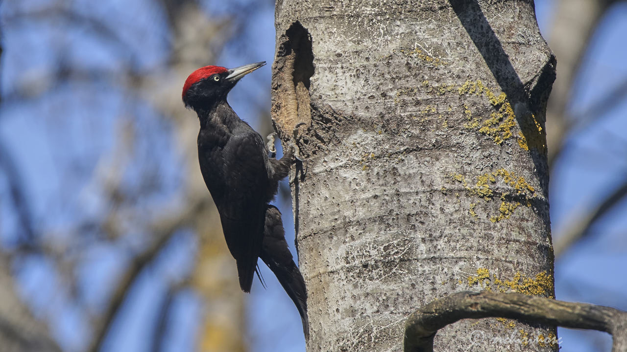 Black woodpecker