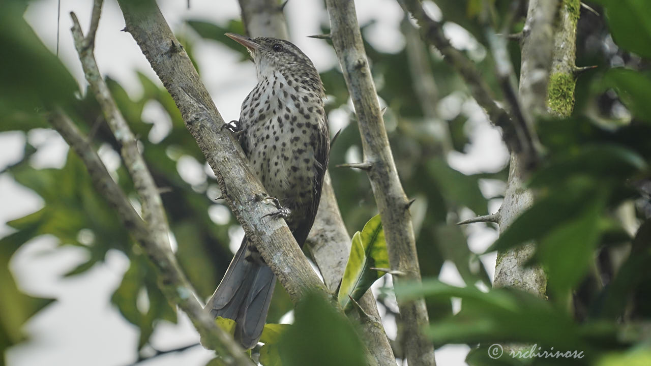 Thrush-like wren