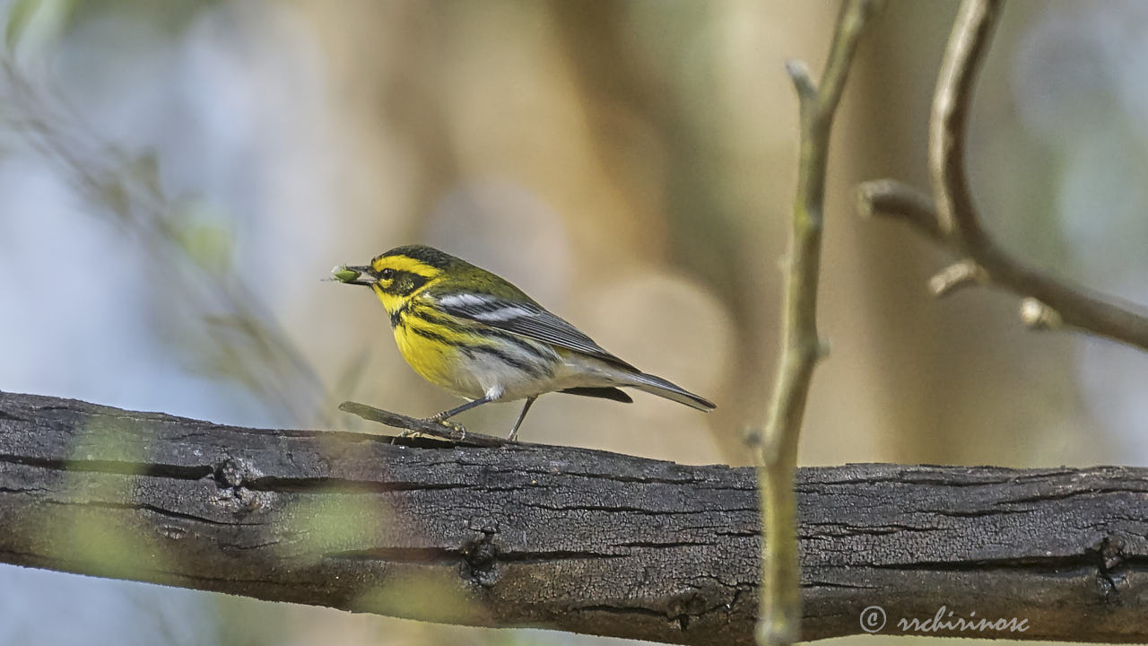 Townsend's warbler