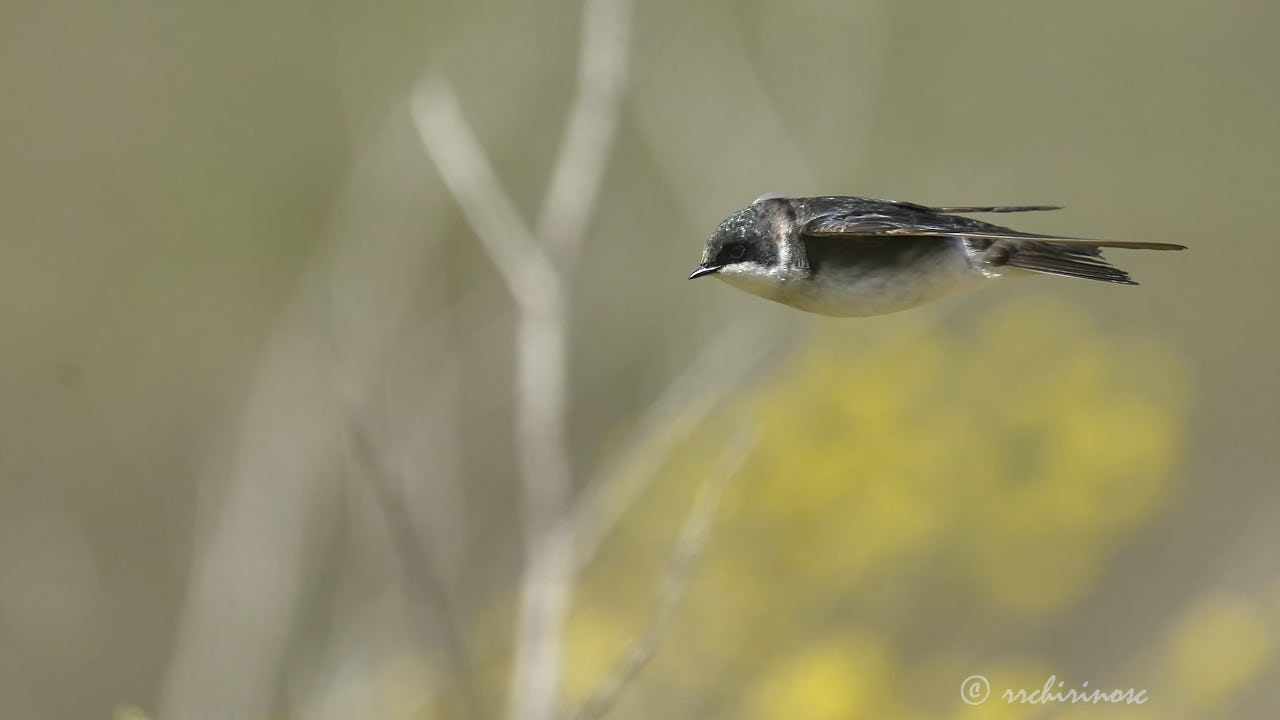 Tree swallow