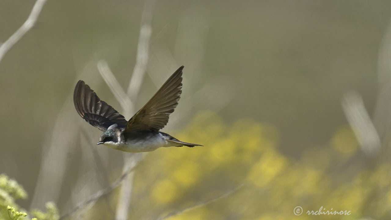 Tree swallow