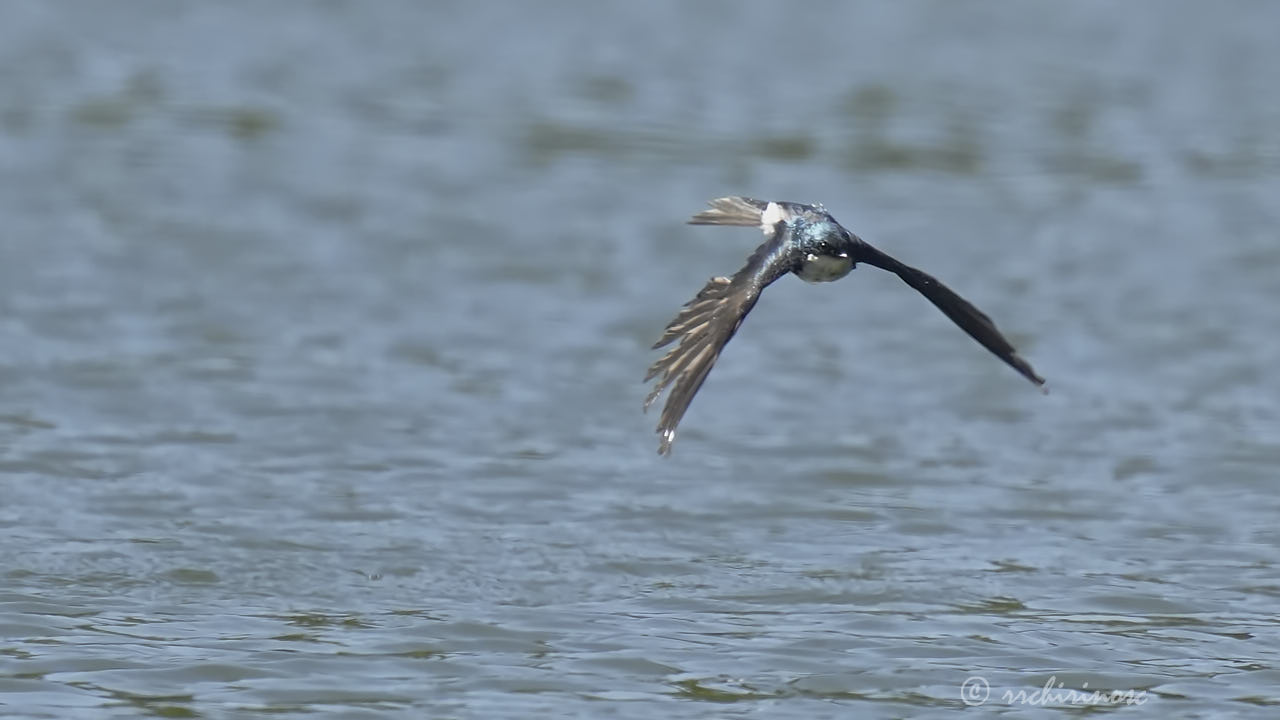 Tree swallow