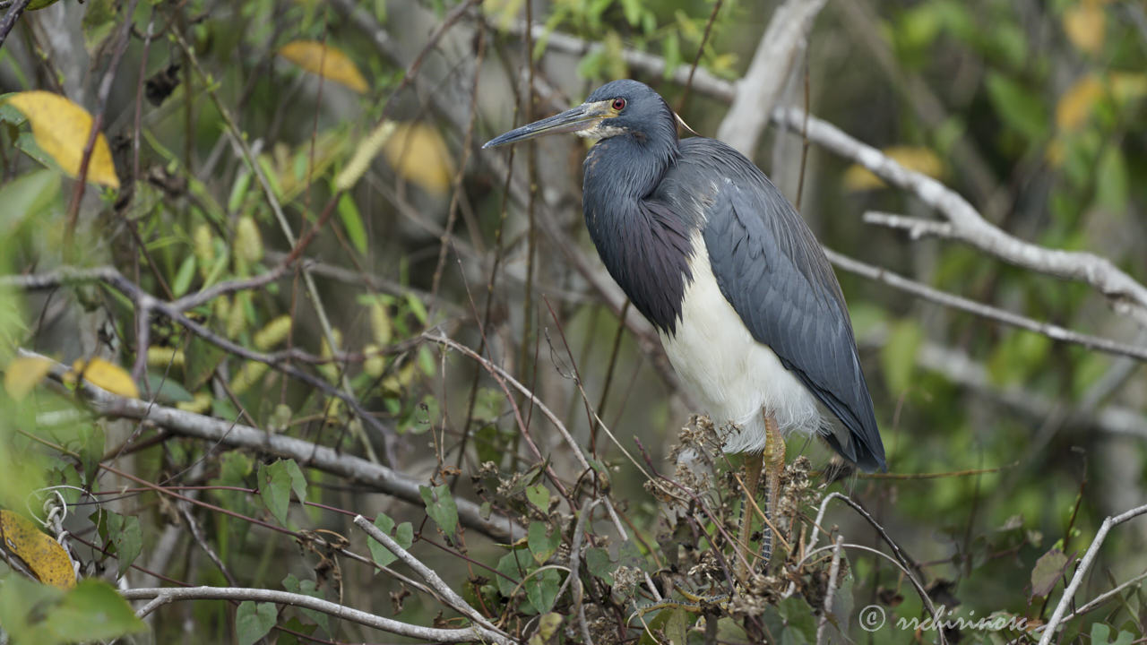 Tricolored heron