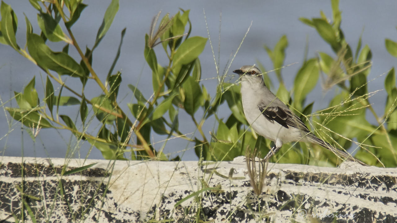 Tropical mockingbird