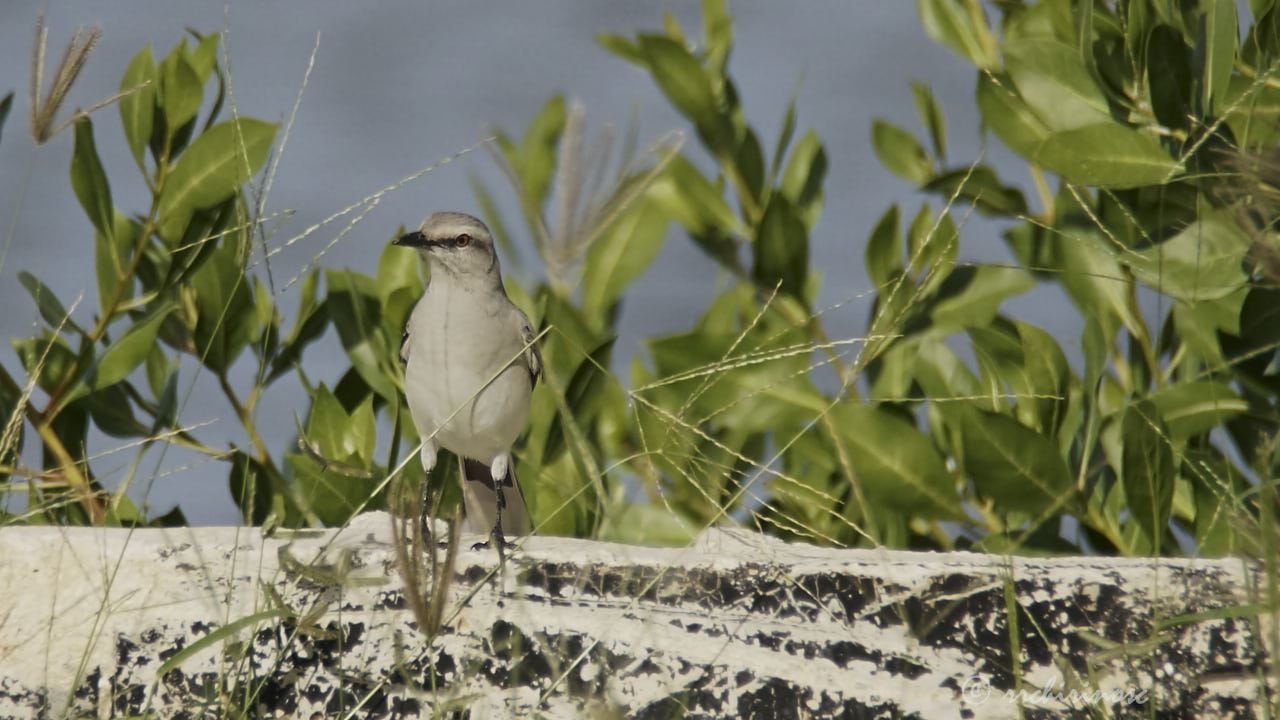 Tropical mockingbird