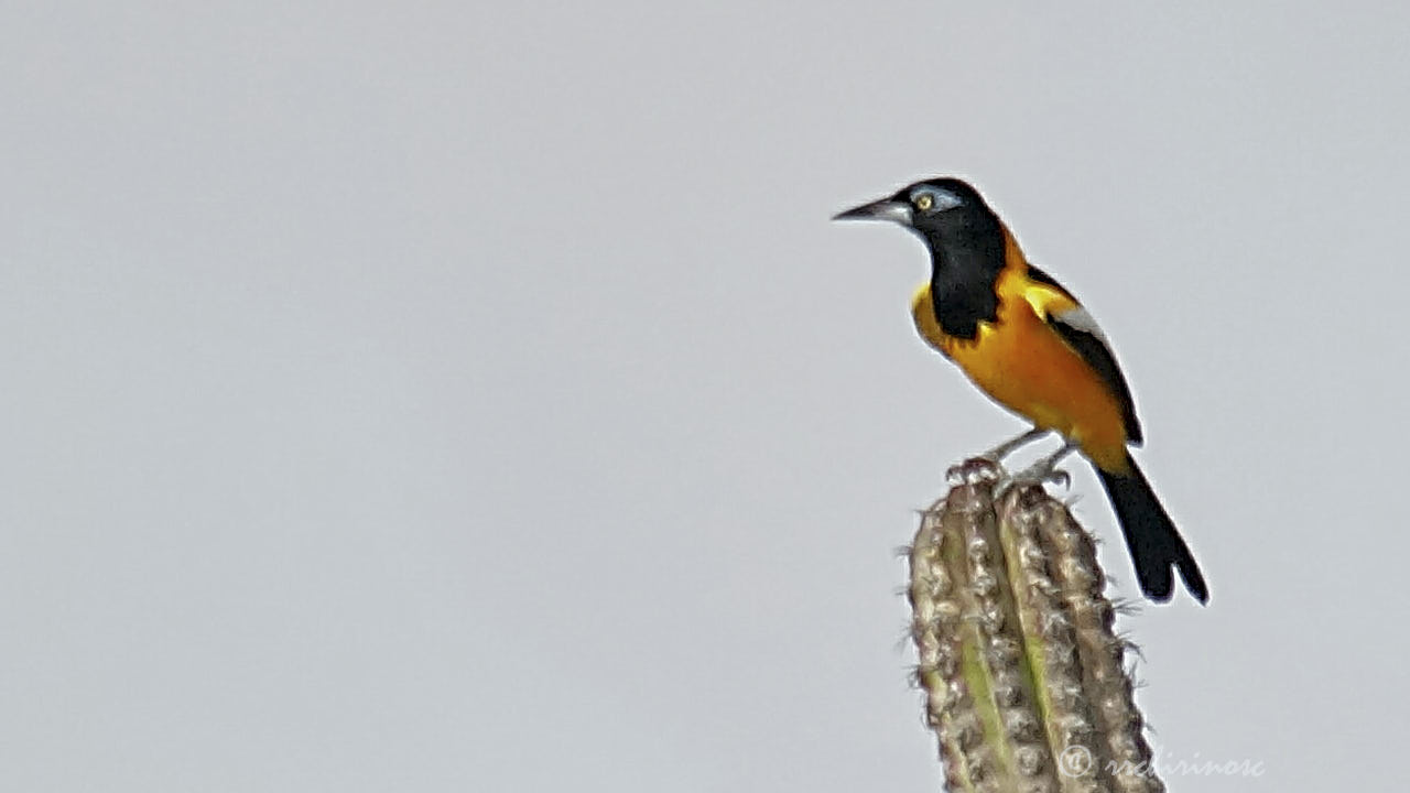 Venezuelan troupial