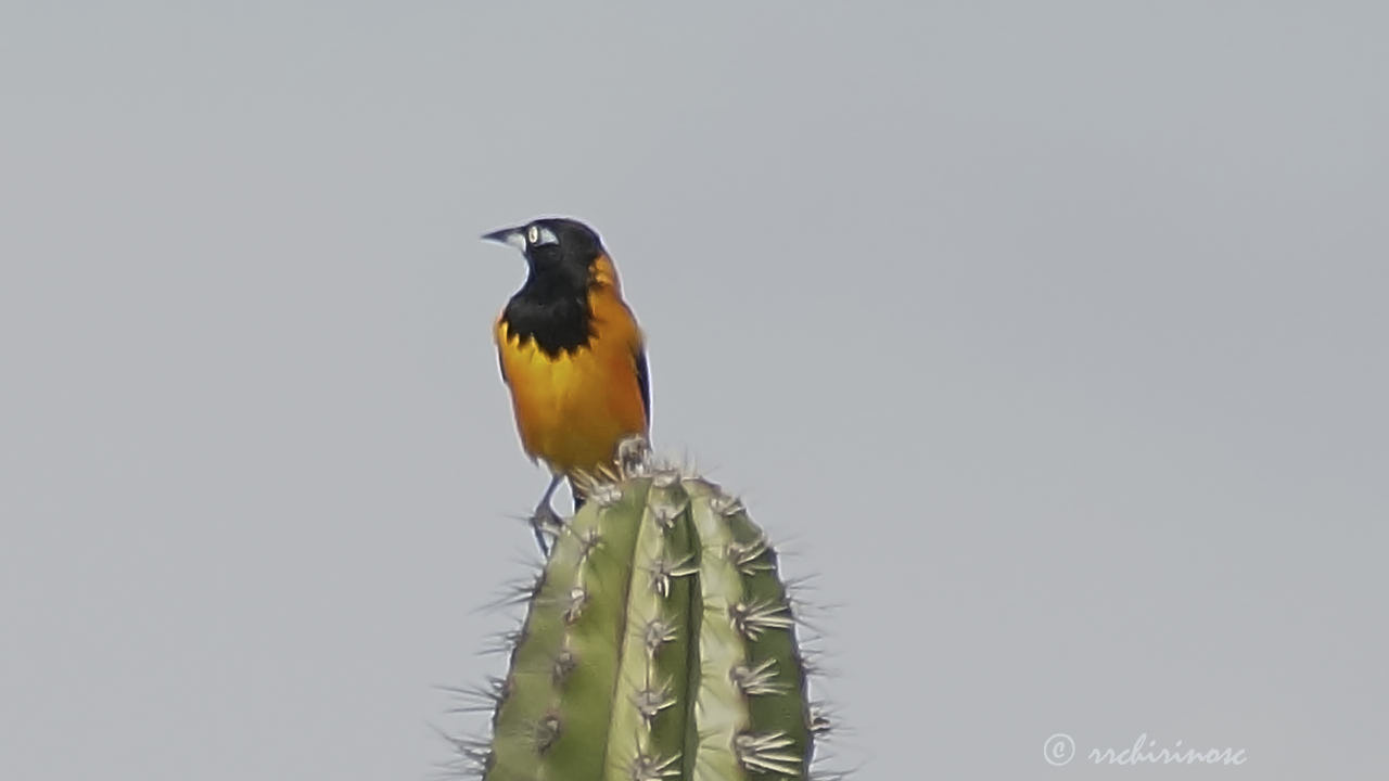 Venezuelan troupial