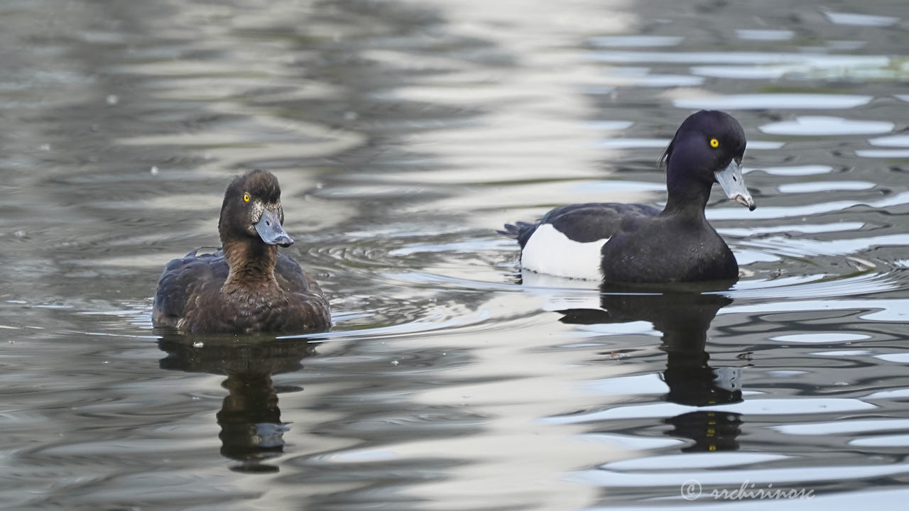 Tufted duck