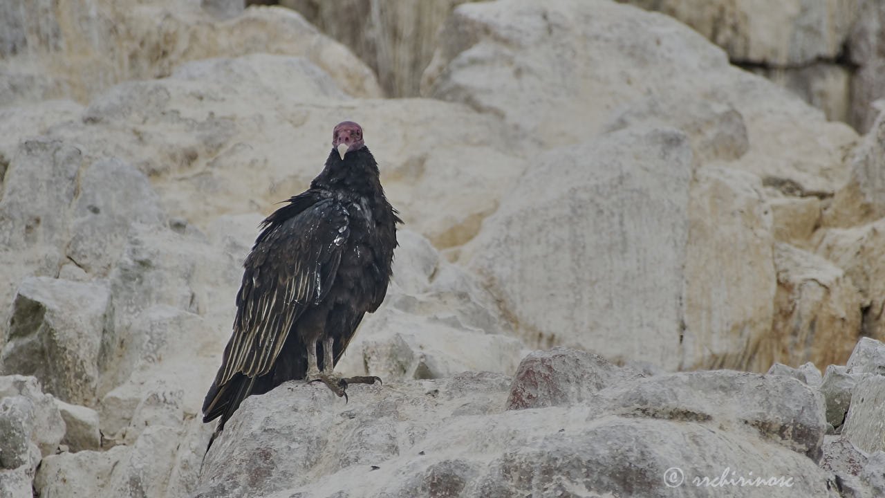 Turkey vulture