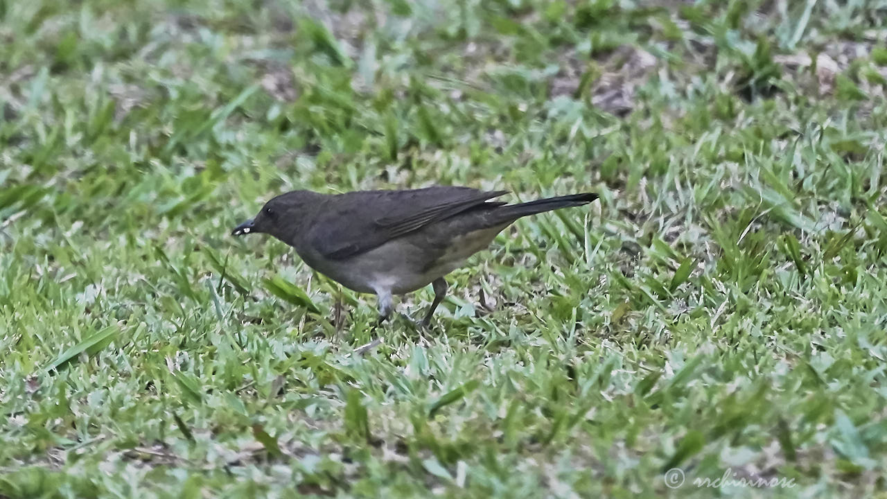 Black-billed thrush