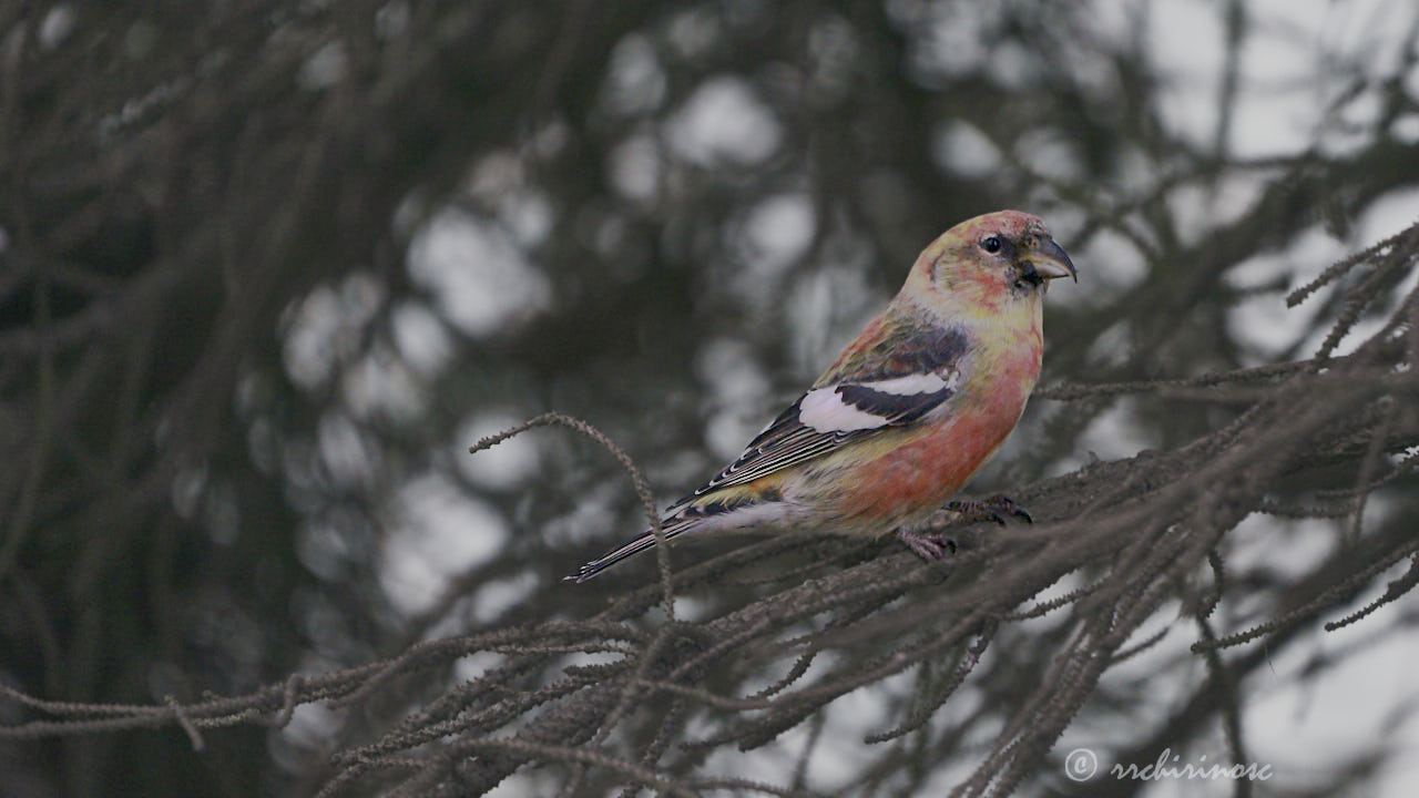 Two-barred crossbill