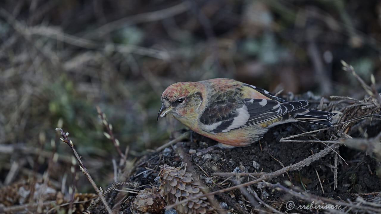 Two-barred crossbill