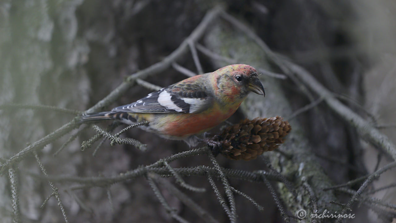 Two-barred crossbill