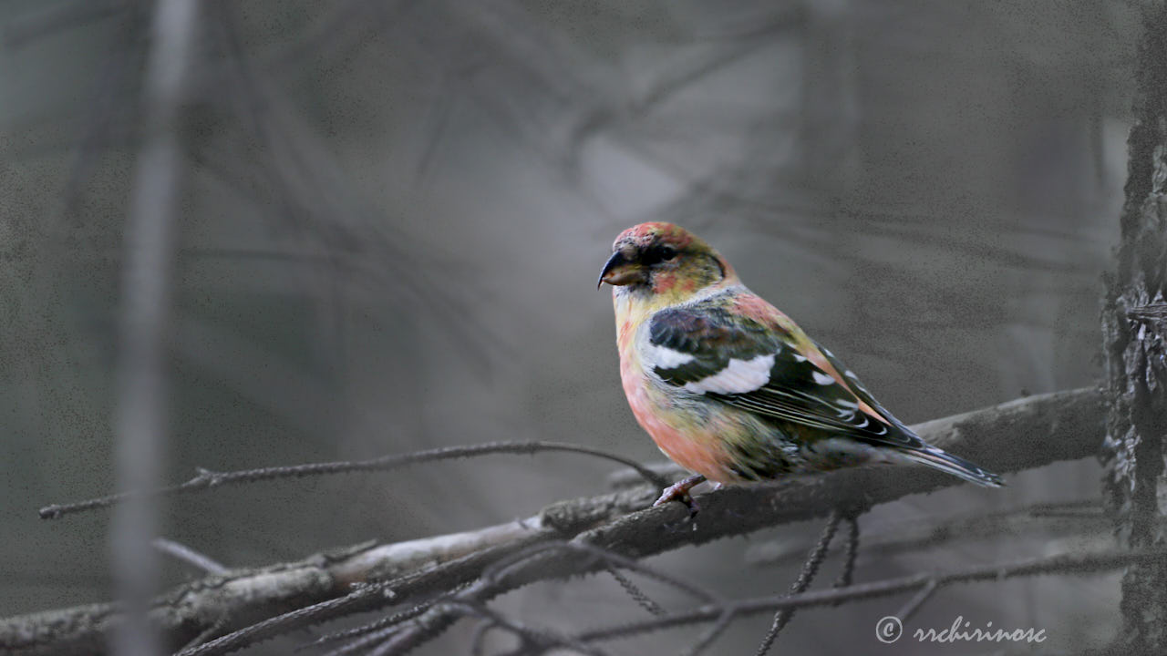 Two-barred crossbill