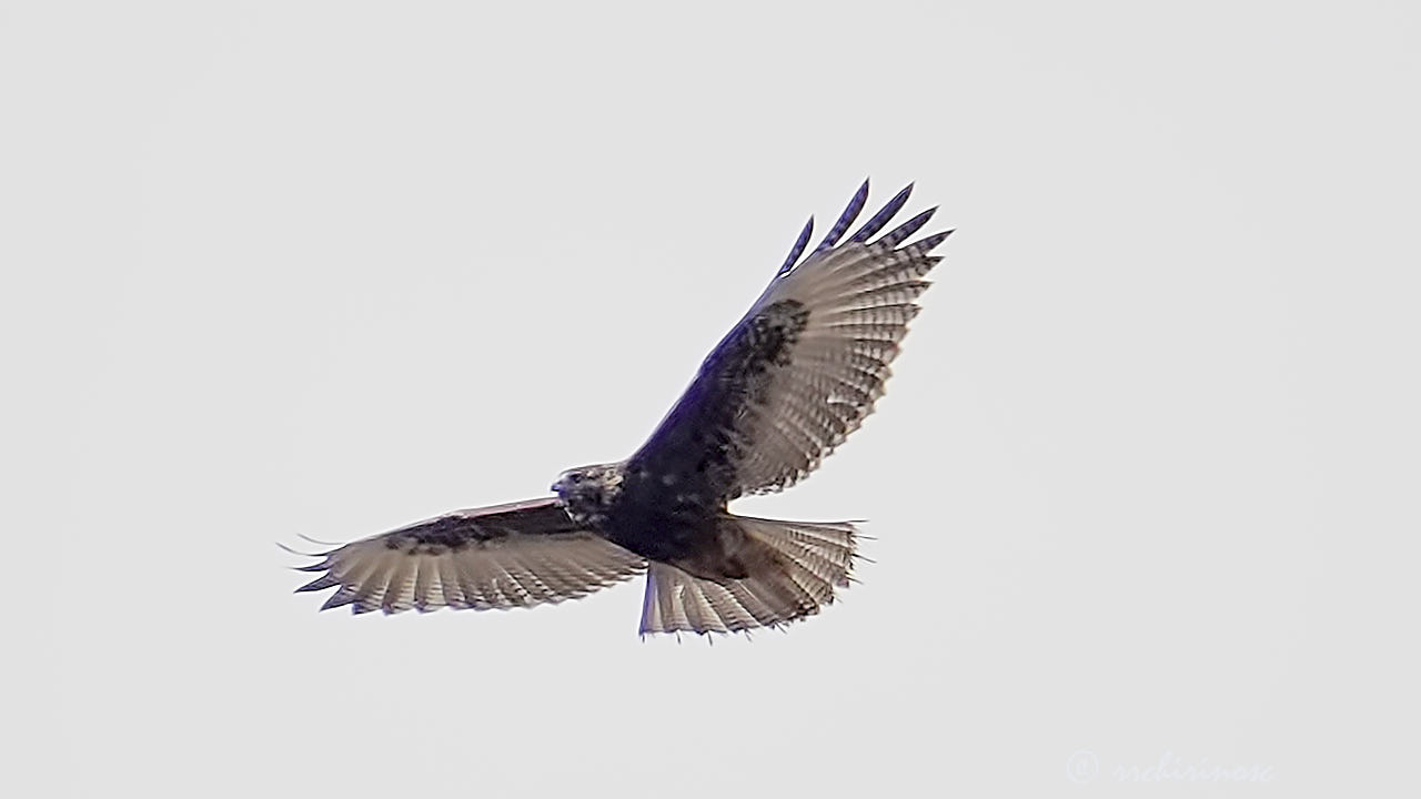 Variable hawk