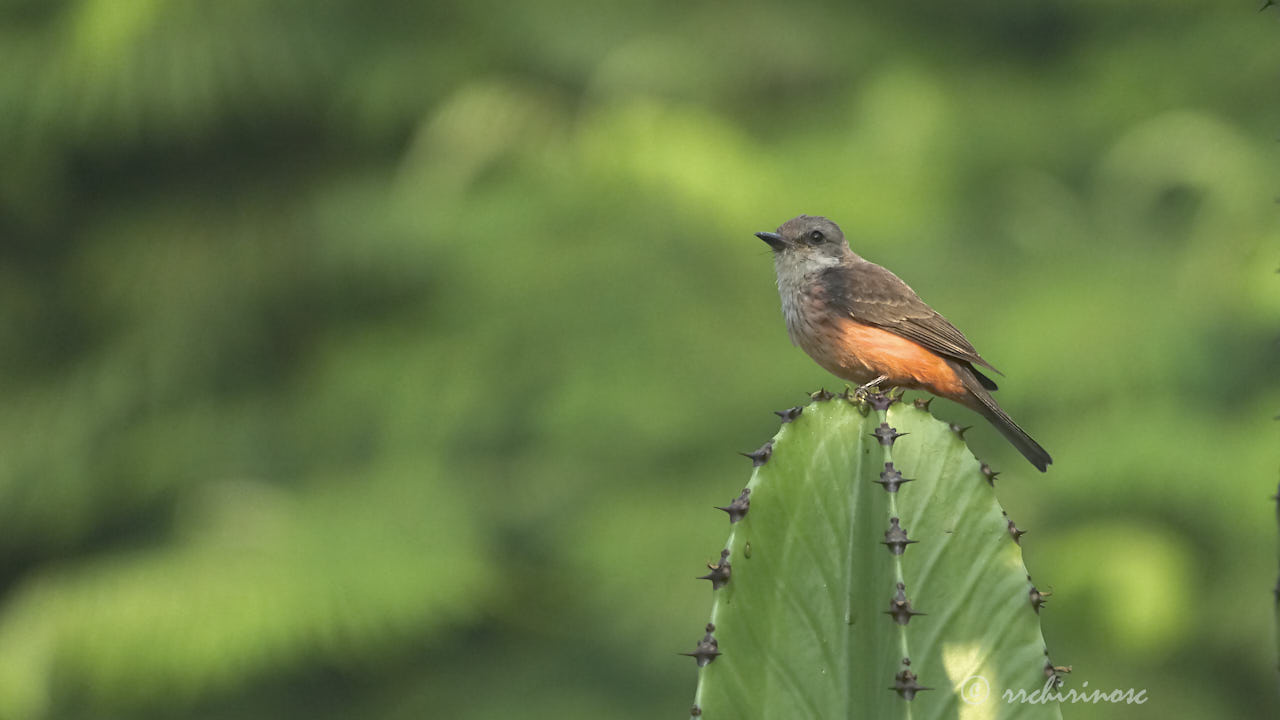 Vermillion flycatcher