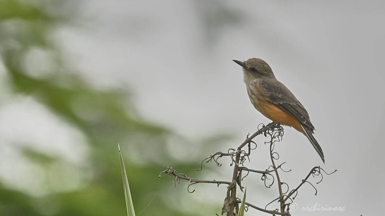 Vermillion flycatcher