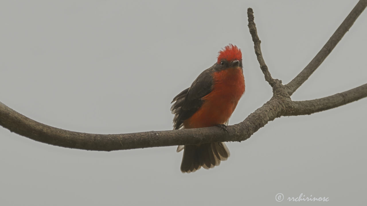 Vermillion flycatcher