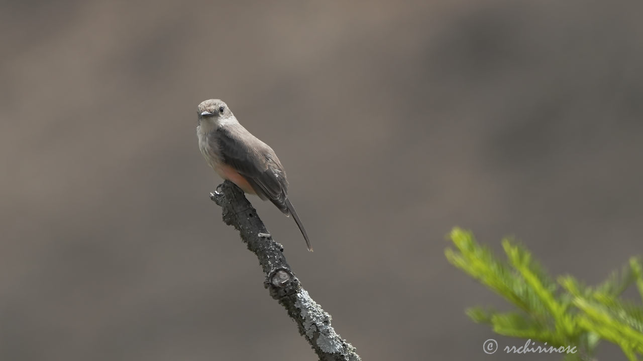 Vermillion flycatcher