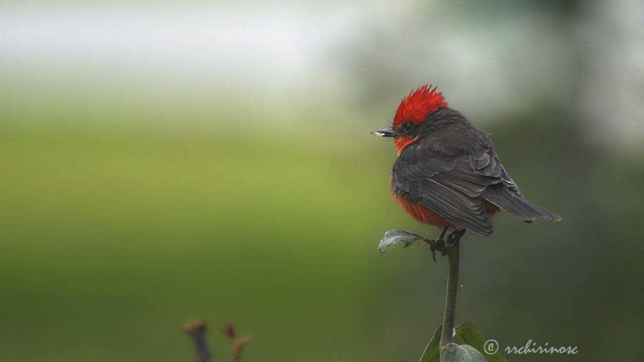 Vermillion flycatcher