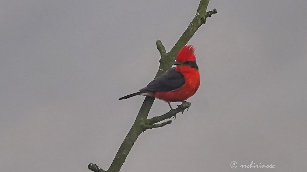 Vermillion flycatcher