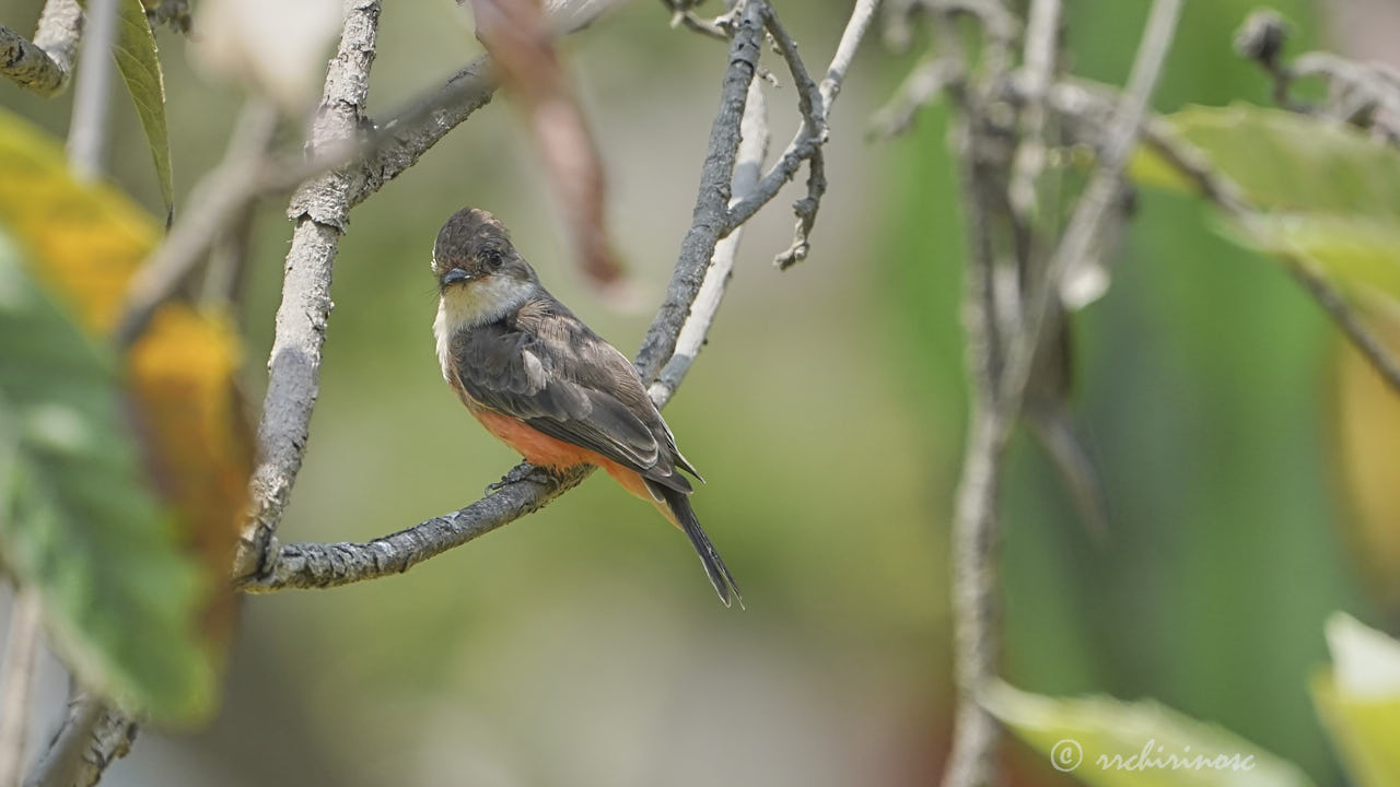 Vermillion flycatcher