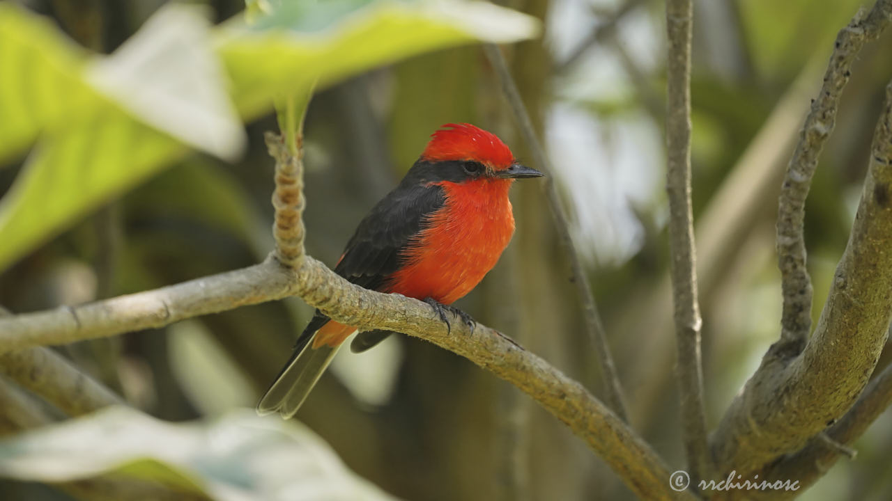 Vermillion flycatcher