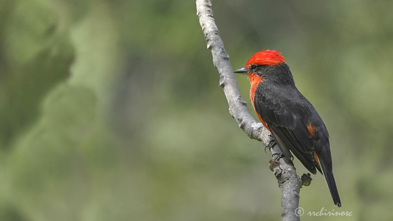 Vermillion flycatcher