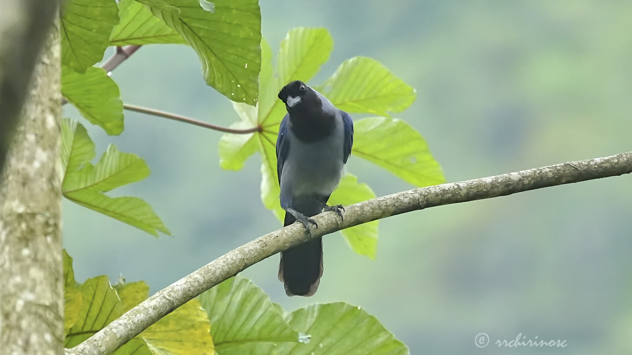 Violaceous jay
